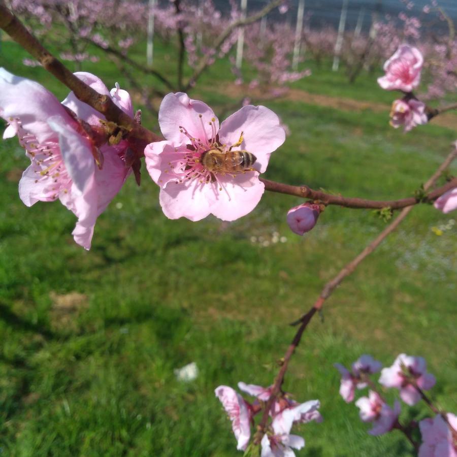 Agriturismo Fior Di Maggio Pescantina Extérieur photo